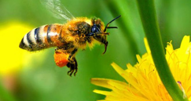 Jednostavan način da se riješite bola i otoka nakon uboda pčele, ose ili stršljena