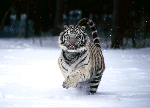 sibirski tigar