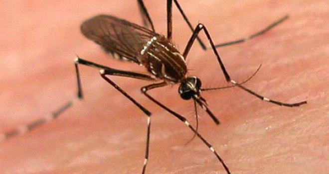 Evo koji ljudi i zašto posebno privlače komarce?