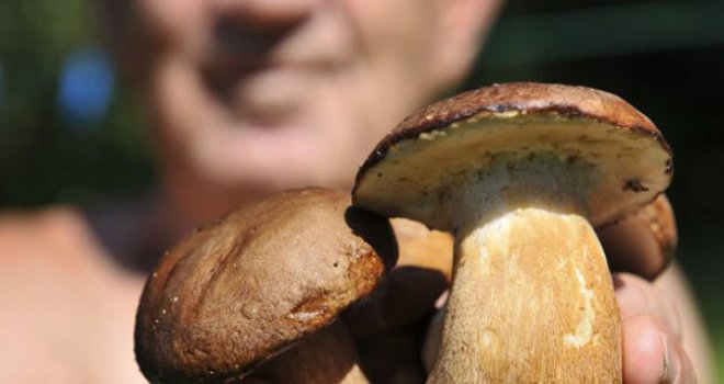 Važno: Volite gljive, ali koliko zaista znate o njihovoj pravilnoj pripremi?