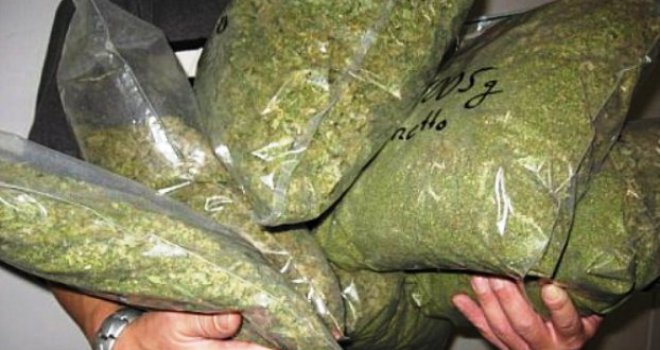 Na području Gacka zaplijenjeno 86,5 kg marihuane, uhapšeno više osoba