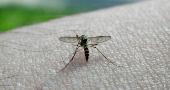 Zašto komarci više ubadaju neke ljude od drugih? Evo razloga