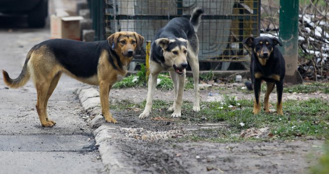 Novi užas u Sarajevu: Čopor izgladnjelih pasa izgrizao 17-godišnju djevojčicu kod mosta Ars Aevi!