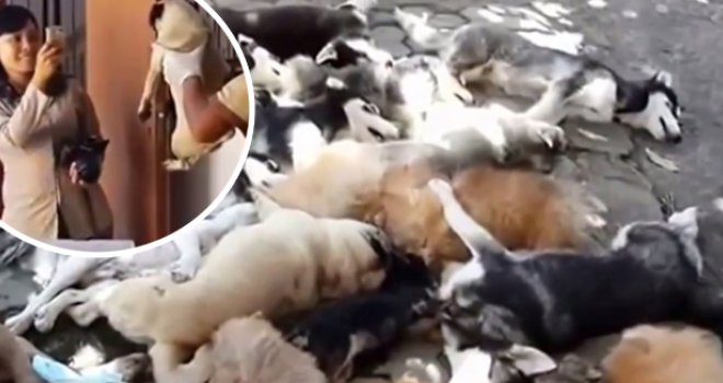 Očajnički krici: Stravična snimka masovnog ubijanja pasa