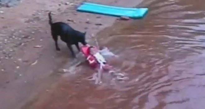 Nema plivanja dok on stražari: Pogledajte što je učinio ovaj pas kad je vidio dijete u jezeru