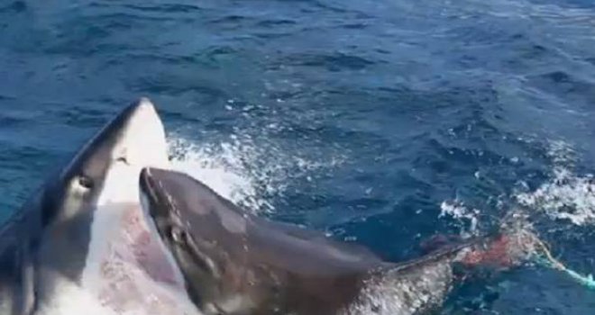 Pogledajte dramatičnu borbu dva ogromna morska psa