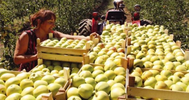 Nakon šest mjeseci ukinuta zabrana: Jabuke iz BiH mogu se ponovo izvoziti u Rusiju