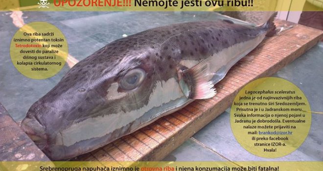 Oprez, pojavila se u Jadranu: Nemojte jesti ovu ribu, puna je otrova 1250 puta jačeg od cijanida!