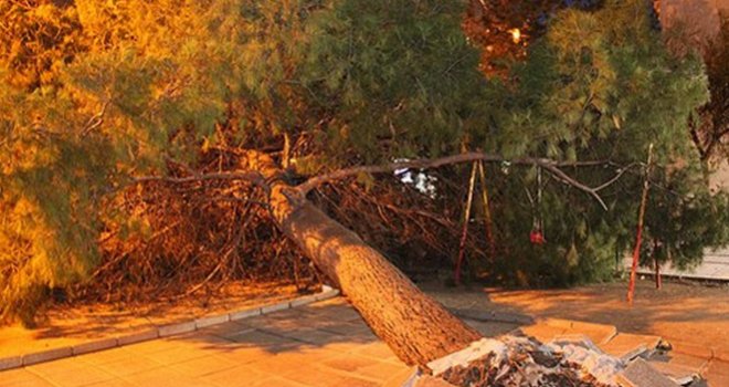 Jak vjetar oborio drvo ispred studentskog doma u Mostaru