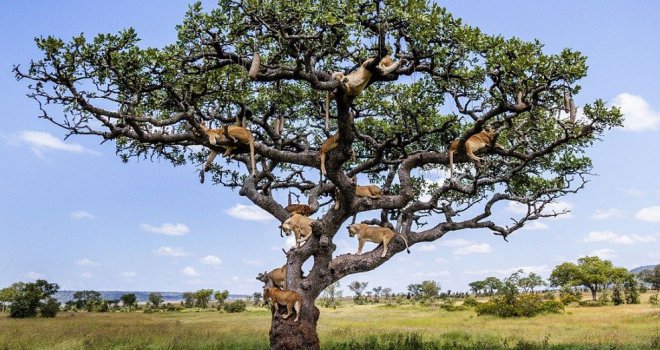 Nevjerovatan prizor: Šta je natjeralo čopor lavova da pobjegne na drvo?