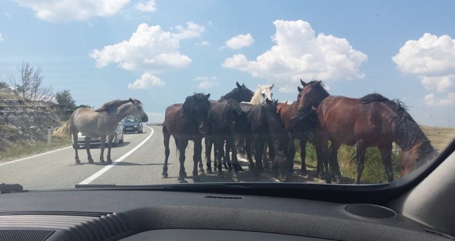 Divlji konji kod Trebinja prave probleme mještanima: Ne znamo kome da se žalimo!