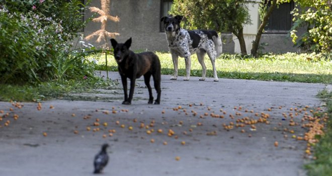 Novi slučaj u BiH: Psi lutalice napali trudnicu, ona počela bježati, pala i zadobila teške povrede