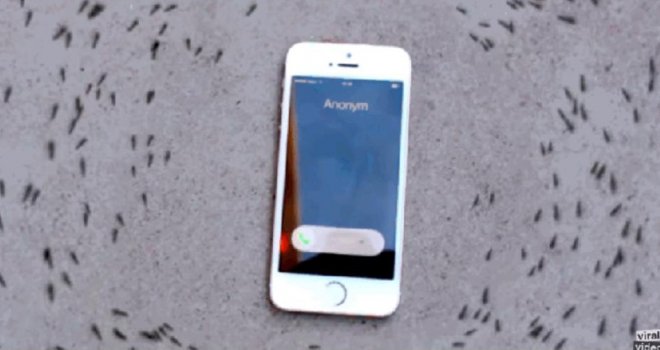 Šta tek radi vašim moždanim ćelijama: Mravi zaluđeni iPhoneom, a tek kad zazvoni...
