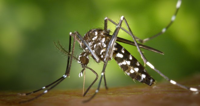 Otjerajte dosadne krvopije od sebe: Ovako ćete se na prirodan način odbraniti od komaraca