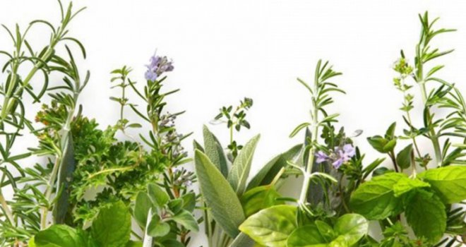Zasadite svoju ljekovitu baštu: Nećete vjerovati šta sve liječe ove biljke!