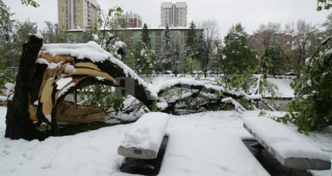 Vilsonovo šetalište jutros: Pod težinom snijega grane odraslih stabala se polomile, a mlada potpuno uništena