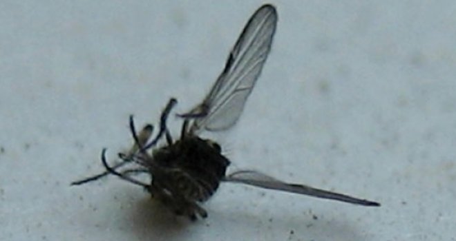 Jednostavan trik koji će spriječiti muhe da ulaze u vaš dom!