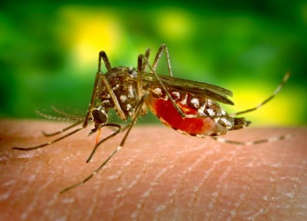 zapadnonilski virus
