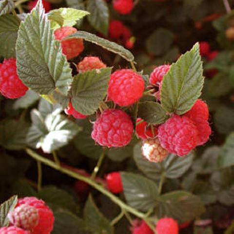 maline