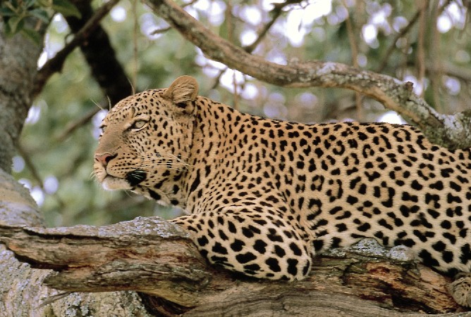 leopard1