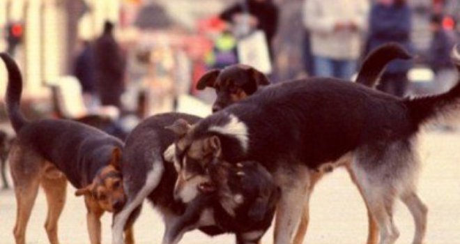 Novi užas u Sarajevu: Čopor pasa napao ženu i rastrgao joj ruku!!!