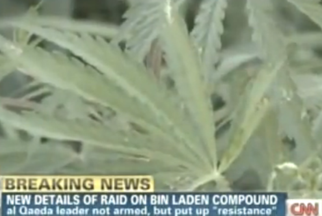 Marihuana pronađena u blizini skrovišta Bin Ladena