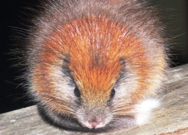 crvenodlaki štakor