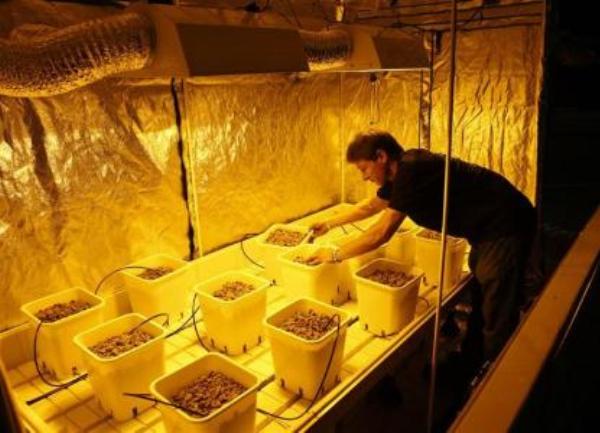 prodavnica We Grow