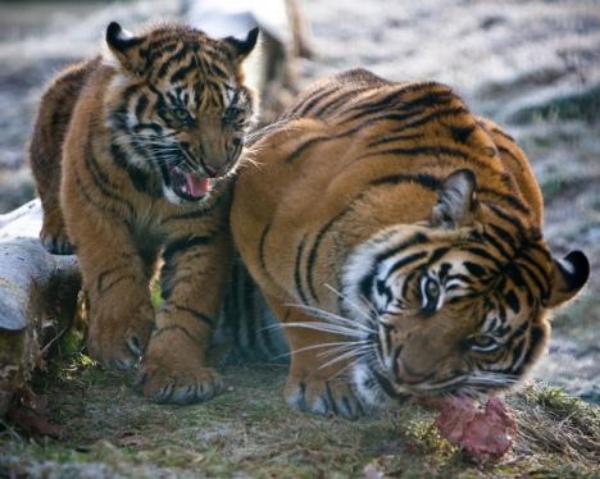 tigar