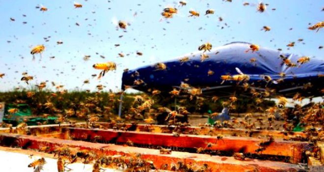 Misteriozni nestanak pčela u BiH: Svi traže med, košnice prazne, iscrpljene do posljednje kapi...