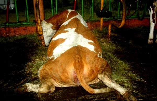 Problem je nastao kada je Zijad Reiz, vlasnik farme, zbog kriminalnih radnji pobjegao u Norvešku, ostavivši životinje bez nadzora; foto: Nezavisne.com