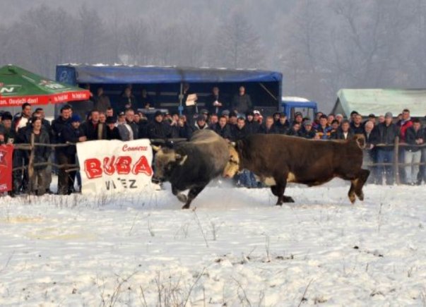 bijela korida