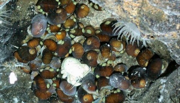 Britanski naučnici pronašli izgubljeni svijet ispod Antarktika