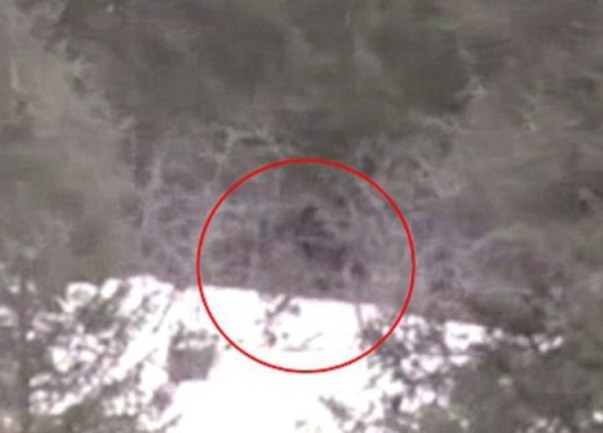 snimak bigfoota