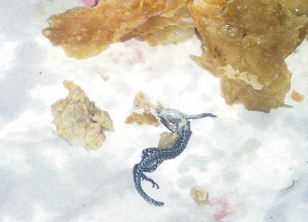 burek guster