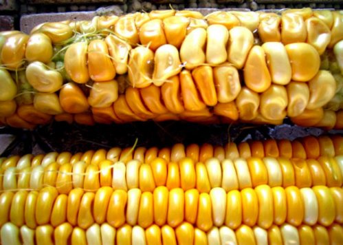 gmo2