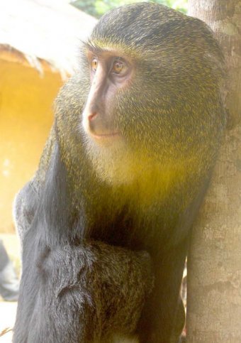 majmun lesula