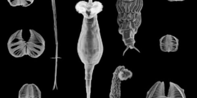 Bdelloid rotifers