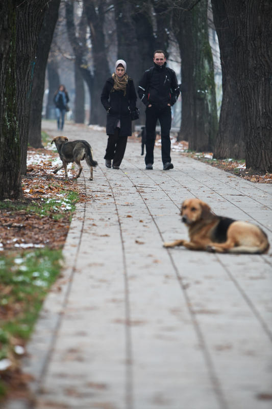 psi lutalice na sarajevskim ulicama