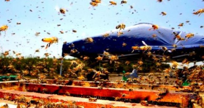 Ako nestanu pčele, nestat će i čovječanstvo: Zašto EU pomaže proizvodnju meda u BiH? 