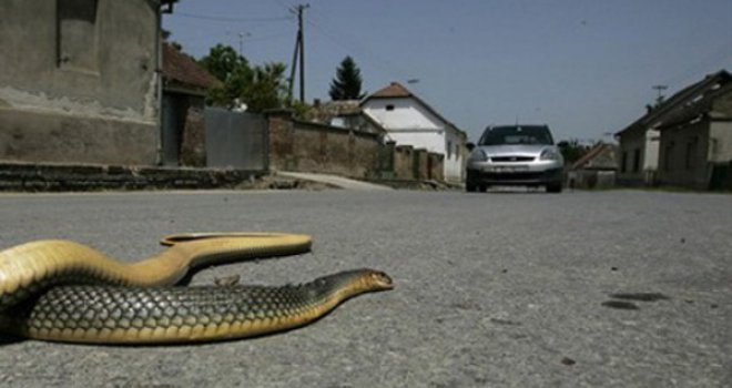 Oprezno u prirodi: Ovo područje u BiH je stanište 13 vrsta zmija, od čega su čak tri otrovnice