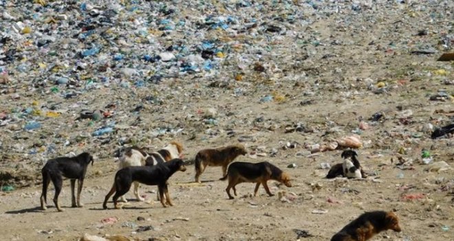 Velika Kladuša: U 'azilu' na smetljištu 500 gladnih pasa, a uz njih leševi ubijenih životinja