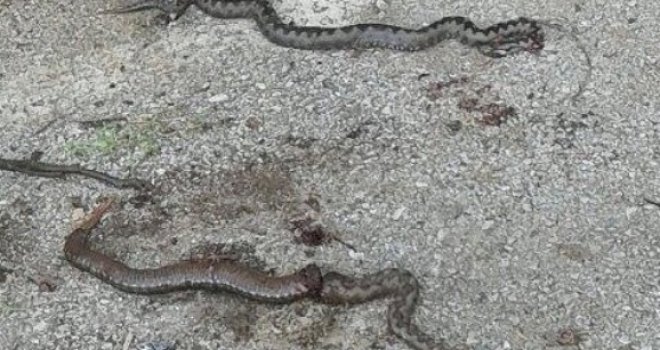 Ovakvu najezdu zmija ne pamte ni najstarije Sarajlije: Od Grbavice do Rajlovca namnožili se gmazovi