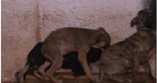 Mučilište ili azil?! Psi u Prači izgladnjeli, žedni i nasmrt preplašeni, a usred prihvatilišta hladnjača puna leševa...