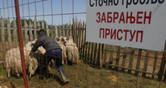 Banjaluci prijeti ekološka bomba: Najveći grad Srpske i dalje bez rješenja za animalni otpad