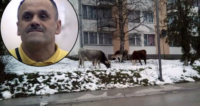 Zmaj od Šipova teroriše sugrađane, na ulice grada pustio krdo krava i bikova! 