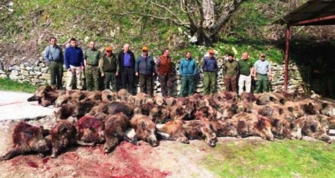 Kako se zabavljaju političari i biznismeni: Za jedan dan u nacionalnom parku ubili 57 divljih svinja