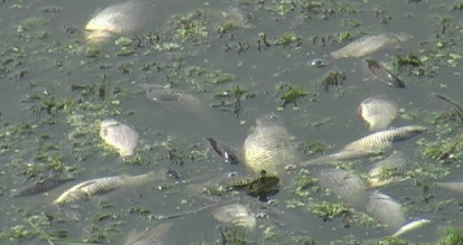 Zagađena mrlja iz Spreče nizvodno od Doboja, površinom plutaju uginule ribe