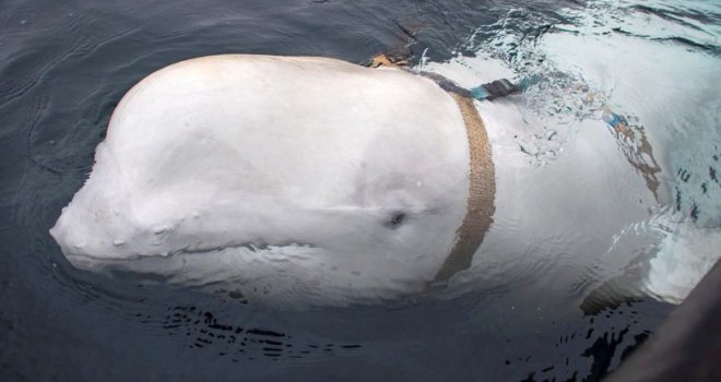 Otac i sin pecali, do njih doplivao bijeli kit: Bio je pitom, dao se maziti, šokirali smo se kad smo vidjeli šta ima na vratu 