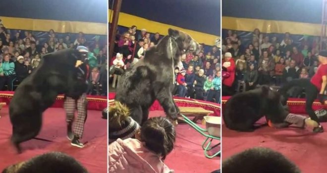 Medvjed napao trenera pred izbezumljenom publikom: Zvijer se otela kontroli, šokirana djeca vrištala od užasa...
